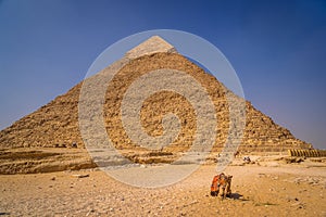 Tour camel in front of the pyramid of Khafre in Giza, Egypt