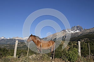 Patagonia - Chile - America del Sur photo