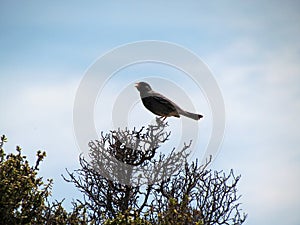 Tour in Coleta Valdes, sea birds watching