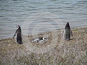 Tour in Coleta Valdes, sighting of magellanic penguins