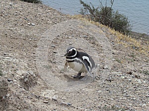 Tour in Coleta Valdes, sighting of magellanic penguins