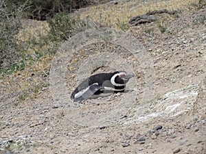 Tour in Coleta Valdes, sighting of magellanic penguins