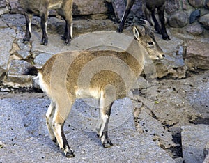 Tour of the Dagestan mountain goat a ruminant mammal of the massive cloven-hoofed bovids chersti