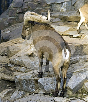 Tour of the Dagestan mountain goat a ruminant mammal of the massive cloven-hoofed bovids chersti