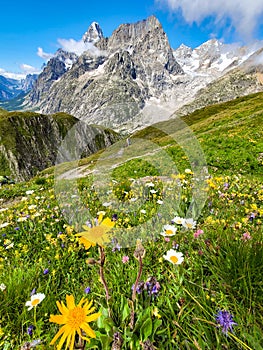 Tour de Mont Blanc hike flowers near Tete de Ferret