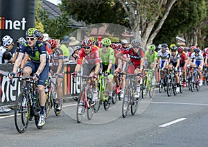 Tour Down Under cyclists at McLaren Flat in South Australia.