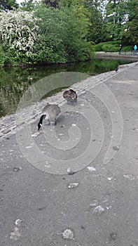 Tour of Ropner park birds and wildlife