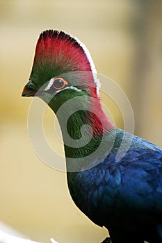 TOURACO DE FISCHER tauraco corythaix fischeri