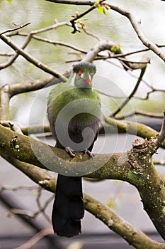 Touraco fischeri bird