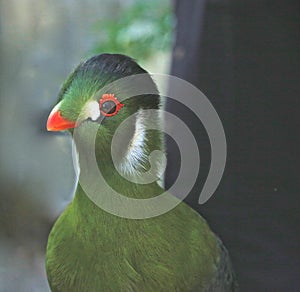 White cheeked Turacos