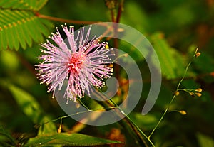 tourch me not flower closeup photo