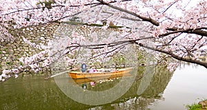 Tourism cruising watch sakura blossoms on the boat