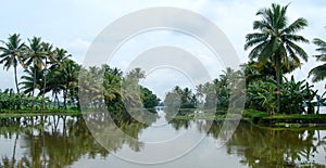 Tourism in India, lush vegetation in Kerala