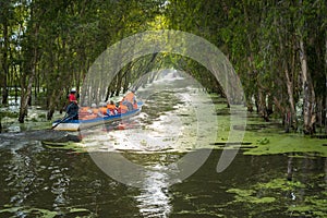 Tourism motorboat in cajuput forest in floating water season in Mekong Delta, Can Tho, Vietnam