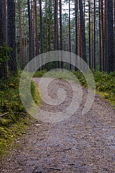 Tourism pathway in the summer green park