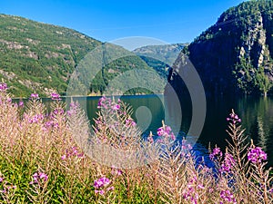 Tourism and travel. Landscape and fjord in Norway.