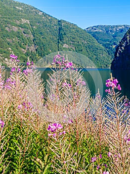 Tourism and travel. Landscape and fjord in Norway.