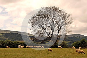 Tourism Wales: Beautiful scenery in rural Wales