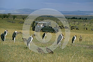 Tourist in 4 wheel drive vehicule watching Marabou Storks, Masai Mara Park in Kenya