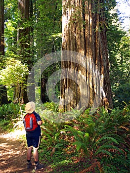 Tourist admiring giant Sequoia tree