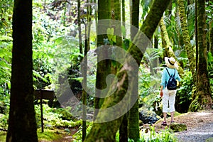 Tourist admiring lush tropical vegetation of the Hawaii Tropical Botanical Garden of Big Island of Hawaii