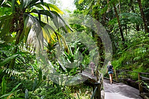 Tourist admiring lush tropical vegetation of the Hawaii Tropical Botanical Garden of Big Island of Hawaii