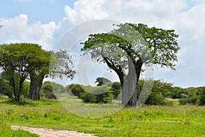 Tourist adventure in the wild. picturesque landscape in africa. tall baobabs in tanzania. trail in the savannah