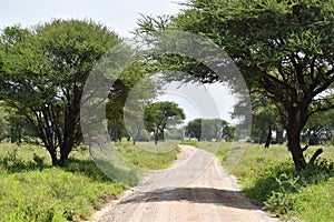 Tourist adventure in the wild. picturesque landscape in africa. tall baobabs in tanzania. trail in the savannah