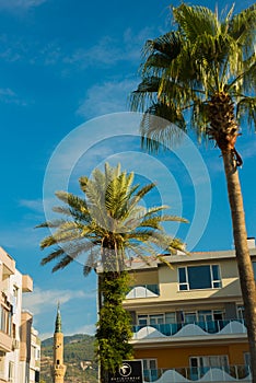 Tourist area. Beautiful palm tree on blue sky background. Alanya, Antalya district, Turkey, Asia