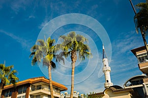 Tourist area. Beautiful palm tree and the minaret of the mosque on blue sky background. Alanya, Antalya district, Turkey, Asia