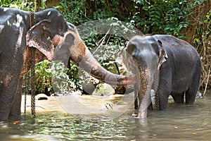 Tourist Asian elephants in captivity, chained, abused for tourist trap