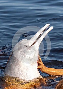 Tourist attraction feeding river dolphins and swimming with them