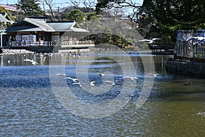 Tourist attractions in Japan Kamakura â€™Tsurugaoka Hachimangu shrineâ€™