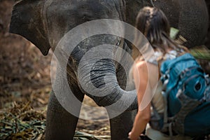 Tourist Backpacker interacting with Baby elephant, Elephas maximus