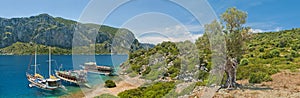 Tourist boats at an island with old olive tree