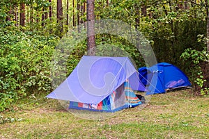 Tourist Camp. Tenting in a clearing in a pine forest in summer