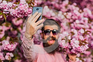 Tourist capture happy moment for blog. Mobile phone blogger. Blog online content. Personal blog. Selfie with sakura. Man