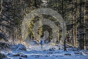 Tourist in coniferous forest, High Tatras, Slovakia