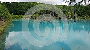 A tourist destination in Japan.  A blue pond in Biei, Hokkaido.  The dead larch is fantastic.