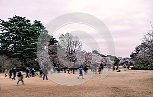 Tourist enjoying Cherry blossoms festival in Japanese Garden.