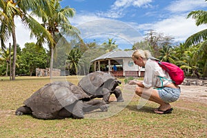 Tourist feeding Aldabra giant tortoises on Curieuse island, Seychelles.