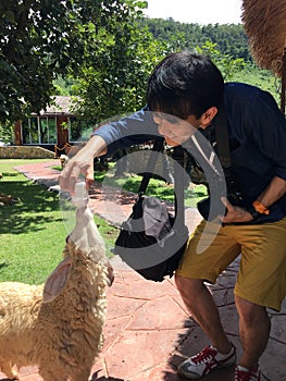 Tourist feeding boy feeding lamb