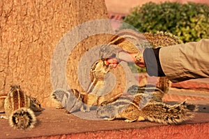 Tourist feeding Indian palm squirrels in Agra Fort, Uttar Pradesh, India