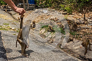 Tourist feeding monkeys, primates on road photo