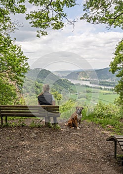 Tourist girl sitting on a bench with a puppy boxer dog looking at the rhine river valley near Andernach from viewpoint