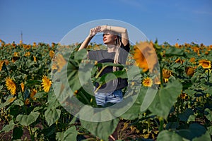 a tourist girl stands in the middle of a flowering field of sunflowers