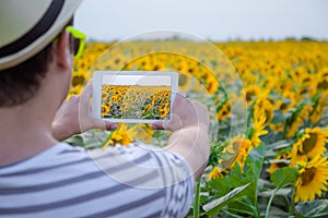 Tourist guy taking photo of sunflowers