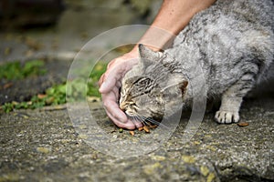 A tourist hand is feeding a stray tabby cat. In the village of Tashirojima Island in Miyagi Prefecture, Japan