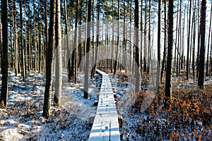 Tourist hiking trail in woods in winter