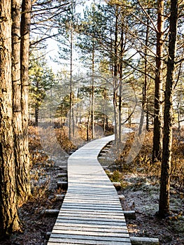 Tourist hiking trail in woods in winter